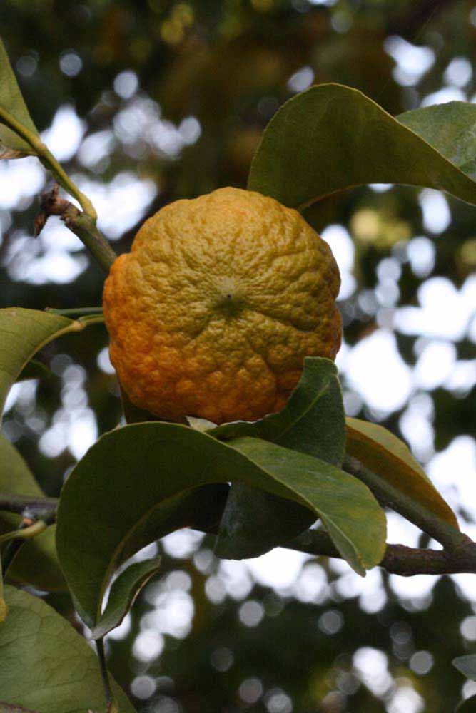            Fruit (Riverside, CA)   